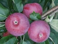 JABŁOŃ LOBO miękkie smaczne - sadzonki 110 / 140 cm