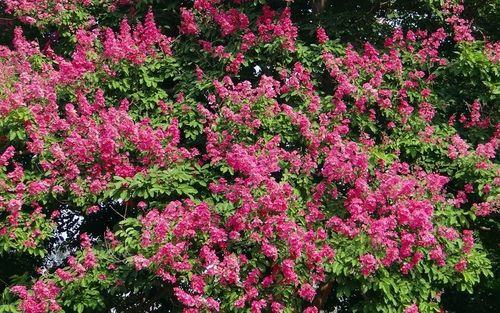 LAGERSTROEMIA INDICA NAJDŁUŻEJ KWITNĄCY KRZEW ŚWIATA PINK RÓŻOWA na Arena.pl