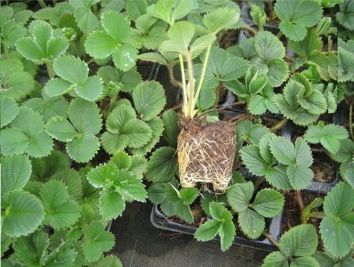 SADZONKI TRUSKAWEK TRUSKAWKA TRUSKAWKI DONICZKOWANA HONEOYE wczesna na Arena.pl