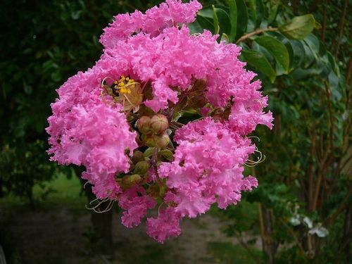 LAGERSTROEMIA INDICA NAJDŁUŻEJ KWITNĄCY KRZEW ŚWIATA PINK RÓŻOWA na Arena.pl