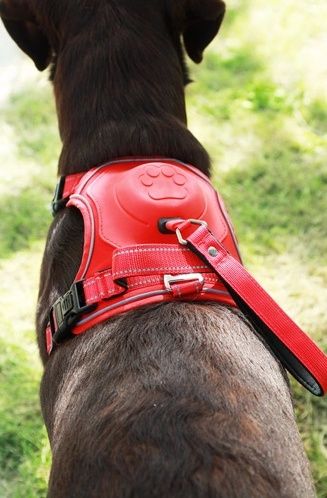 Szelki dla psa z wbudowaną smyczą automatyczną Zolux Easyride S czerwone na Arena.pl