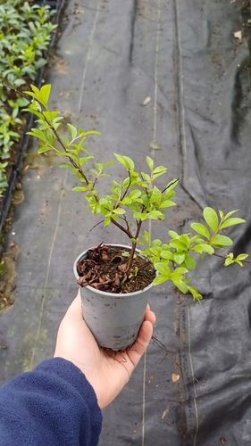 LAGERSTROEMIA INDYJSKA PINK, BEZ POŁUDNIA, NAJDŁUŻEJ KWITNĄCY KRZEW na Arena.pl