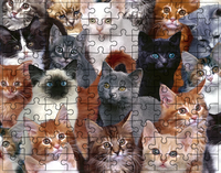 Puzzle Koty