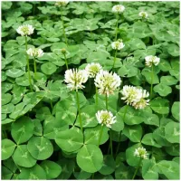 KONICZYNA BIAŁA Nasiona Popłon C1 Wieloletnia Kwiaty Kwalifikowana 1kg