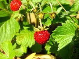 Runo poziomka liść 50g na Arena.pl