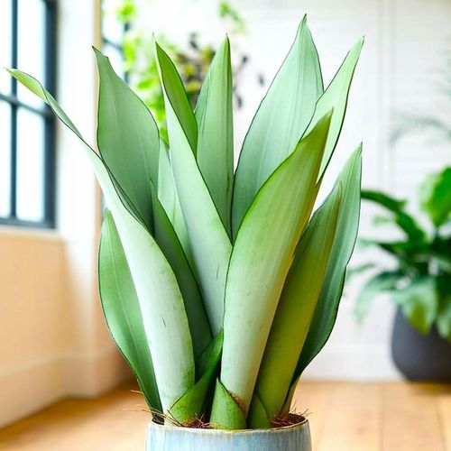 Sansevieria'Moonshine' KSIĘŻYCOWA PIĘKNOŚĆ Sansewieria Wytrzymały na Arena.pl