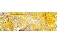 70 90CM OBRAZ 3 ELEM BRZOZA ŚCIENNY DRUK PŁÓTNO