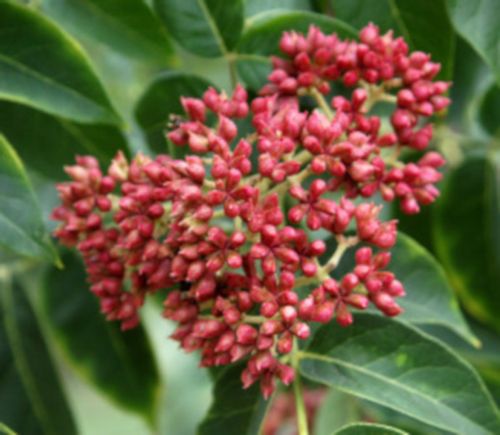 EWODIA KOREAŃSKA Daniellii Miododajna - sadzonki w doniczkach na Arena.pl