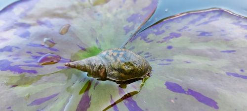 5 x Ślimak Błotniarka Stawowa Filtruje i oczyszcza Na Glony na Arena.pl