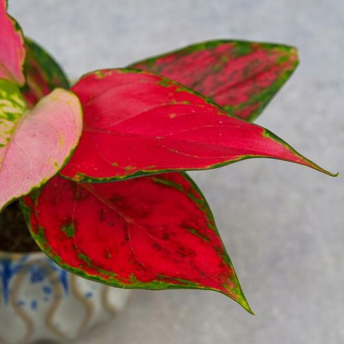 AGLAONEMA Pinky Promise DØ6cm Łatwa w uprawie. Idealna na prezent na Arena.pl