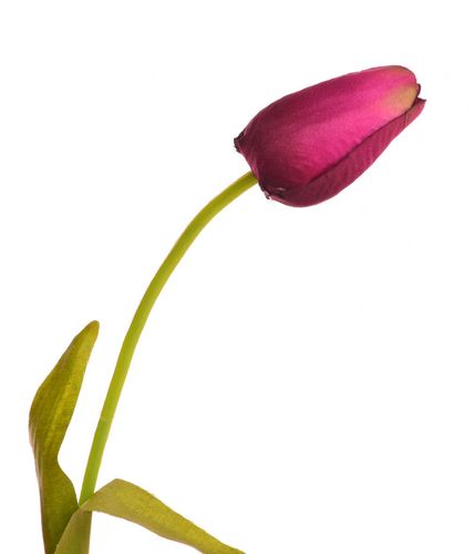 TULIPAN CEBULA fiolet na Arena.pl