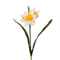 Narcyz pojedynczy biało  pomarańczowy