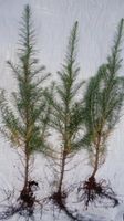 sadzonki modrzew europejski 30szt, 20-45 cm + mikoryza 8 grzybów -producent