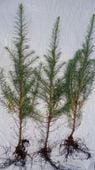 sadzonki modrzew europejski 30szt, 20-45 cm + mikoryza 8 grzybów -producent