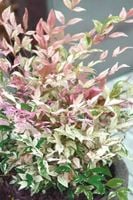 NANDINA Twillight bajeczny bambus - sadzonki 10 / 20 cm