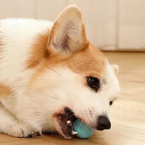 PIŁKA DLA KOTA AUTOMATYCZNA INTERAKTYWNA INTELIGENTNA ZABAWKA ROZRYWKA na Arena.pl