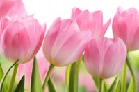 FOTOTAPETA TULIPANY RÓŻOWE PIĘKNA SALON