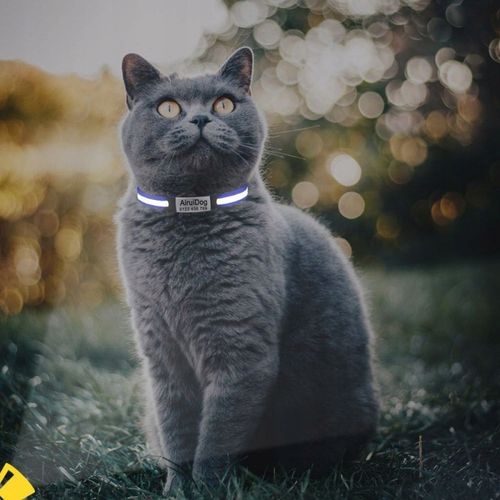 OBROŻA DLA KOTA ADRESÓWKA ODBLASKOWA INDETYFIKATOR KOT PIES + GRAWER na Arena.pl