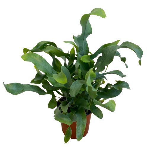 PAPROĆ  PHLEBODIUM BLUE STAR 30 cm na Arena.pl