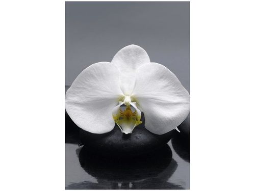 40X60CM BIAŁY STORCZYK OBRAZ na Arena.pl