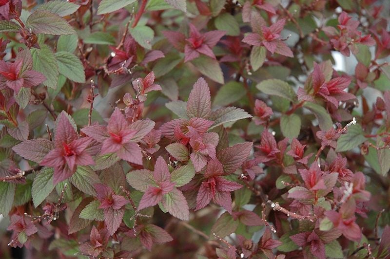 P9 TAWUŁA JAPOŃSKA DENISTAR zdjęcie 1