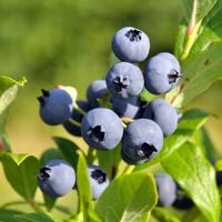 Borówka amerykańska wysoka TORO Wczesna odmiana Sadzonki 3-letnie C2