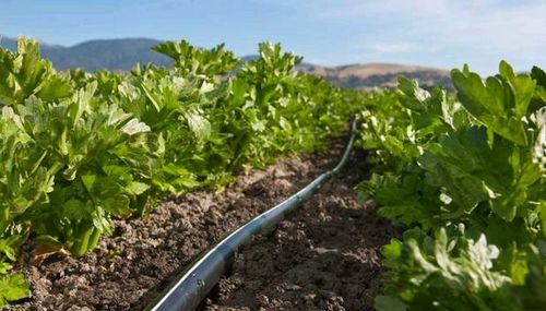 TAŚMA KROPLUJĄCA 1000m 15cm 8mil emiter 1,2l/h na Arena.pl