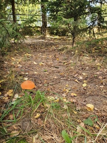 KOŹLARZ CZERWONY zagęszczona żywa grzybnia na Arena.pl