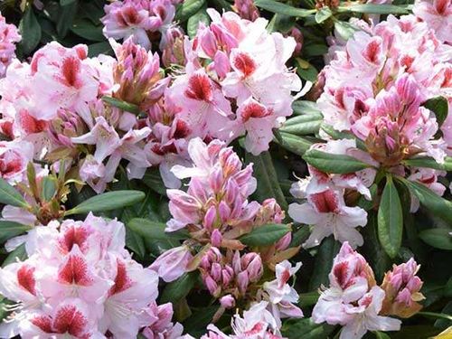 Różanecznik Belami C3 E na Arena.pl