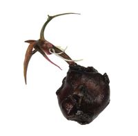 NYMHAEA TIGER LOTUS- LOTOS TYGRYSI BULWA