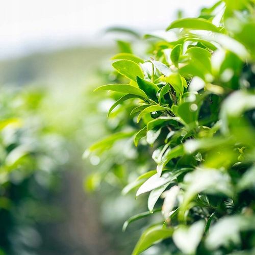 Sencha BIO zielona herbata japońska liściasta ekologiczna | Premium 250g na Arena.pl