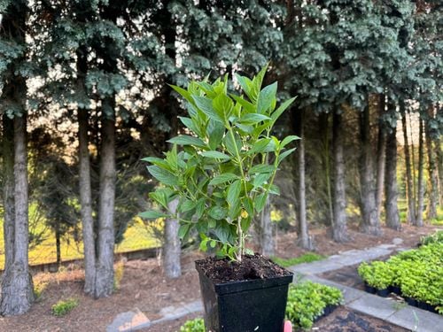 Hortensja bukietowa 'Framboisine' (Hydrangea paniculata) Doniczka 2.0L na Arena.pl