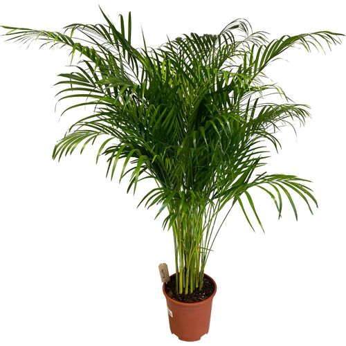PALMA AREKA (ARECA) 160 cm na Arena.pl
