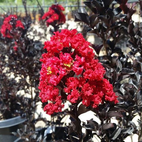 LAGERSTROEMIA CZERWONA czerwony liść -  sadzonki 50 / 70 cm na Arena.pl