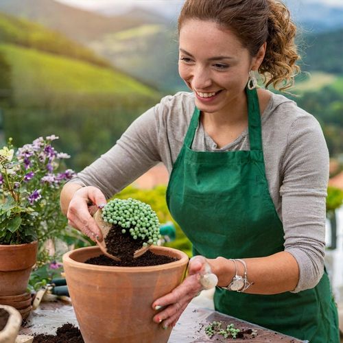 SENECIO rowleyanus STARZEC ROWLEYA D6cm ZIELONE KORALIKI NA SZNURECZKU na Arena.pl