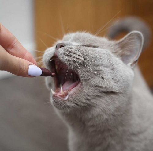 Suplement wspomagający pracę układu moczowego u kotów UrinoVet 45 tabletek na Arena.pl