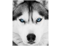 40X50CM HUSKY SYBERYJSKI OBRAZ