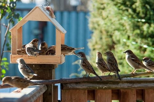 KARMA DLA PTAKÓW 20kg POKARM DROBNE ZIARNO DO KARMNIKA PTASI PRZYSMAK na Arena.pl