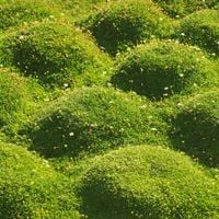 Karmnik ościsty Sagina subulata Zielony mech Skalniak Sadzonki w doniczkach