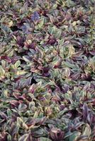 Dąbrówka Tenora Princess Nadia - Ajuga x tenorii