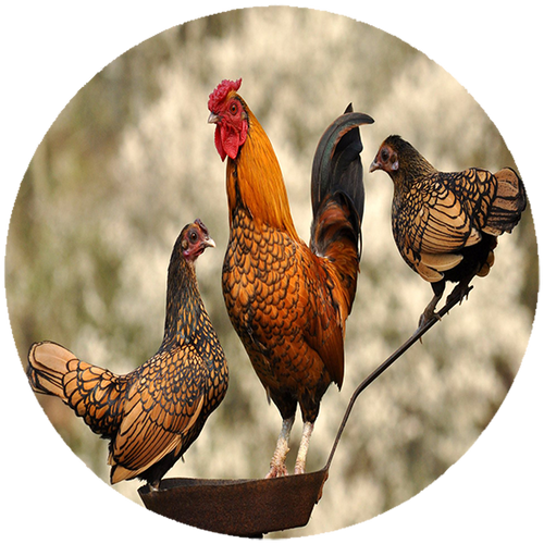 Podkładka pod myszkę Kury na Arena.pl