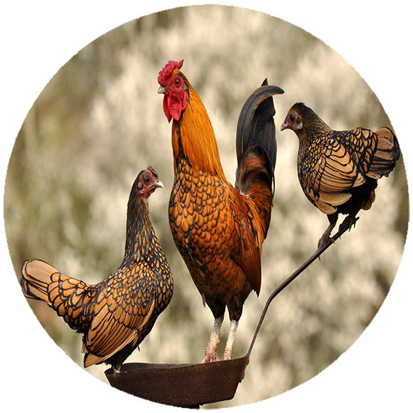 Podkładka pod myszkę Kury zdjęcie 2