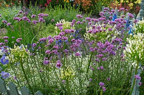 Werbena patagońska Motyli Krzew Duża Sadzonka (Verbena bonariensis) 2.0L na Arena.pl