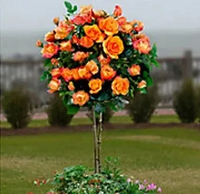 RÓŻA szczepiona na pniu odporna na mróz herbaciano pomarańczowa - sadzonki 80 / 100 cm