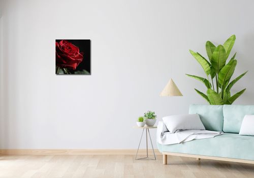 Obraz 40x40cm Róża w Półcieniu na Arena.pl
