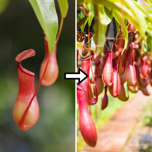 Specjalistyczne Podłoże Ziemia Do DZBANECZNIKÓW Mix PREMIUM na Arena.pl