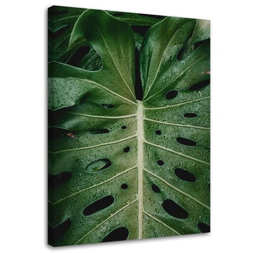 OBRAZ NA PŁÓTNIE Monstera Liśc Natura 40x60 na Arena.pl