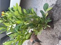 Laurowiśnia NOVITA 30-50cm 3-krotnie cięta SZKÓŁKOWANE