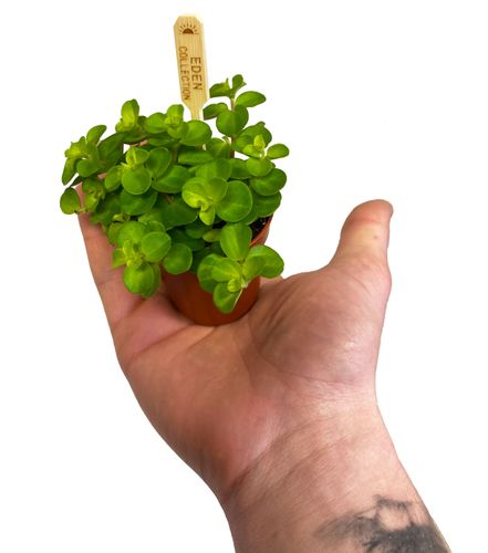 Peperomia Rotundifolia 8 cm na Arena.pl