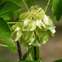 product-compare-60467716